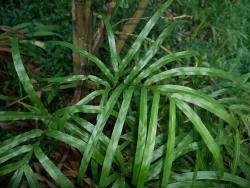 Pteris cretica. Mature frond with extended secondary pinnae arising basiscopically on basal primary pinnae.
 Image: L.R. Perrie © Leon Perrie CC BY-NC 3.0 NZ